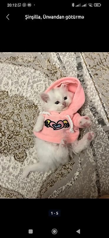 pişim: Britan — 10