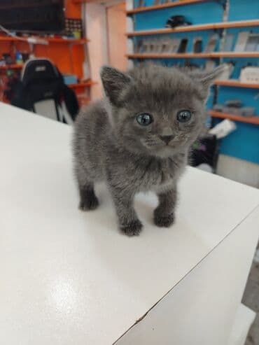 британская голубая кошка: Русская голубая, В добрые руки — 5