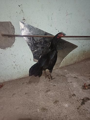 Кошки: Salam bu heyvanlarim yumurtaları satılır temiz qan heyvandilar isdeyen — 6