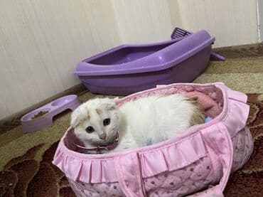 sibir pişiyi: Şotland, Dişi, Yaxşı əllərə, Ünvandan götürmə — 2