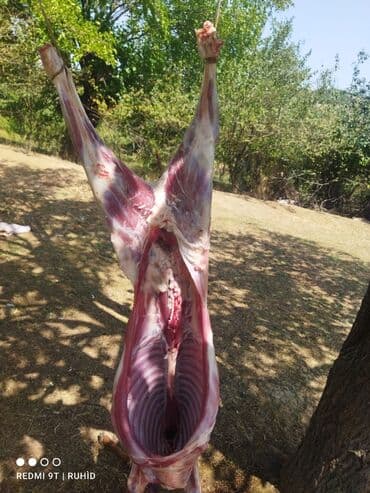 Salam qoyun var satdiq opsi bala qarisiq qocda var aralarinda boyuk lalafo.az -da Salam qoyun var satdiq opsi bala qarisiq qocda var aralarinda boyuk