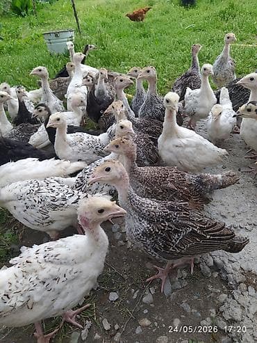 40 günlik hunduşka balasi satilir 50 dene secib goture biler 22 manata lalafo.az -da 40 günlik hunduşka balasi satilir 50 dene secib goture biler 22 manata