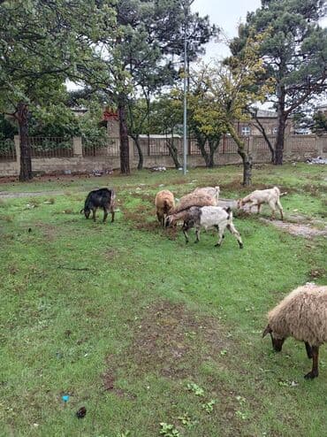 çəpiş əti: Dişi, Zanen, Alpine, Hələb, il: 1, 23 kq, Ətlik, Damazlıq, Südlük, Ödənişli çatdırılma — 3