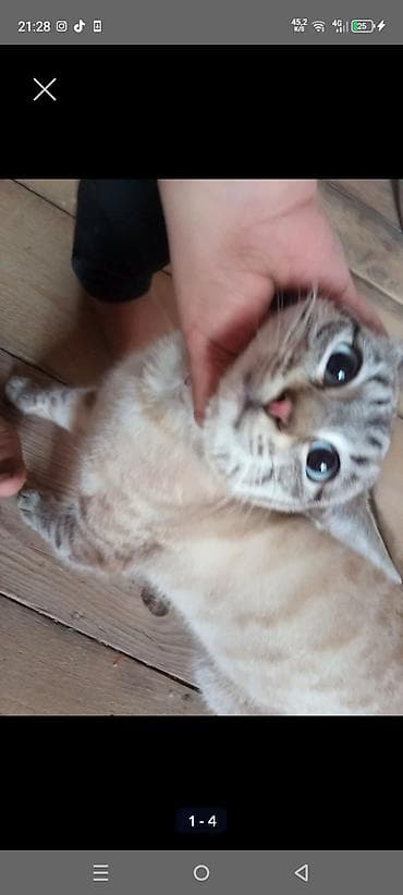 pişik haqqında məlumat: Yaxşı əllərə — 2