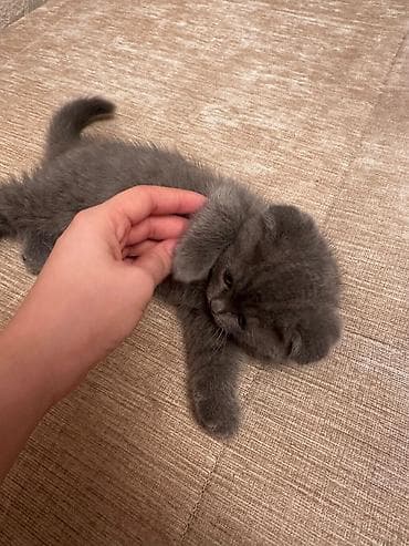 pişiy: Şotland yastı qulaq — 2