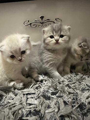 Şotland yastı qulaq