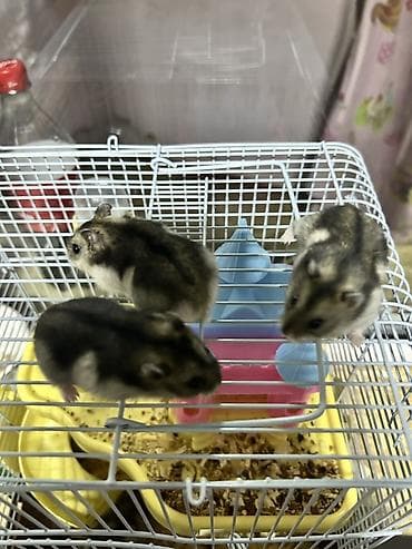 heyvan: Djungar hamsterləri – aktiv və mehriban balalar - Növ: Djungar (cücə — 4