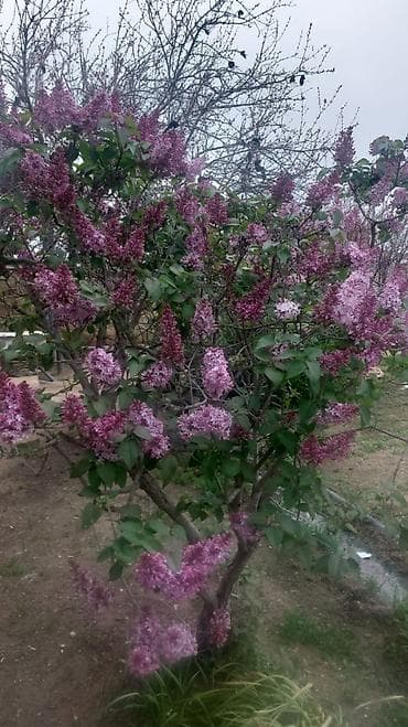 Bənövşəyi yasəmən kolu (Syringa vulgaris) - Növ: Yasəmən – iri