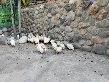 kənd cücəsi: Bildirçin balaları

- Cins: Texas — 4