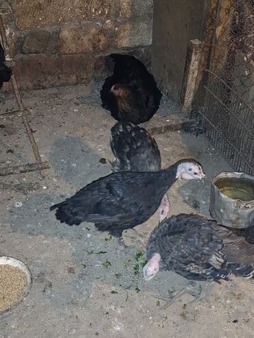 İtlər: Dişi, Damazlıq — 2