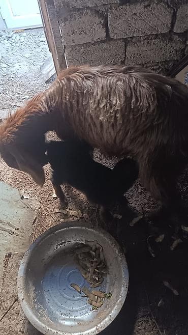 keci satanlar: Naxçıvan tipli ev heyvanları – keçi ana və balası.unvan suvelan - — 6