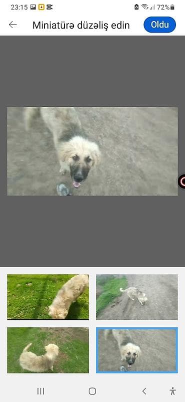 broyler yemi: 3 ay, Erkek — 5