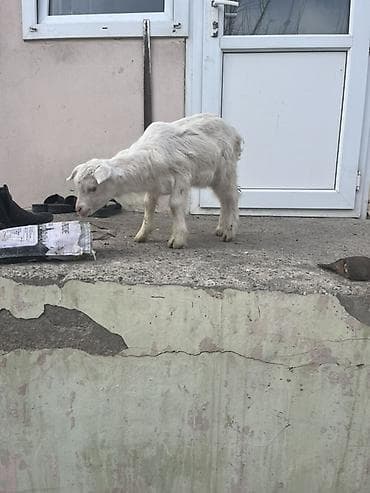 Hinduşkalar: Hələp cinsidə var orjinal saninlərdə var yerri cinslərdə var bir — 7