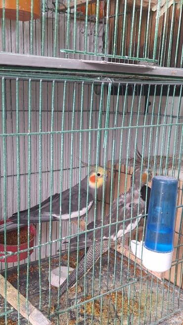 Hazır bala veren quşlar dı altında yumurta var hemide yeke yeke