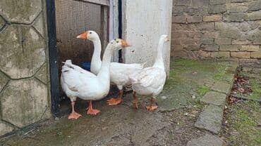 Inəklər, öküzlər: Linda sortudu yerli cir sort deyul 8 ayliqdilar esil.yeyib — 2