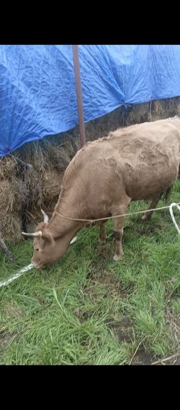 mal satisi: Dişi, il: 2, 160 kq, Damazlıq, Ünvandan götürmə — 6