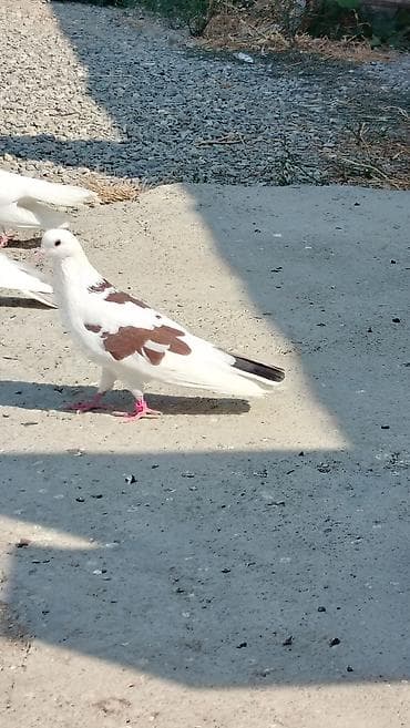 Salam quslar hamsi tutulub içlərində yorgun tutulanda var denizden