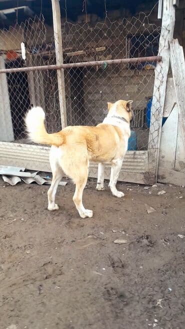 Аквариумы: Алабай, 11 месяцев, Самец, С прививками, Самовывоз — 3