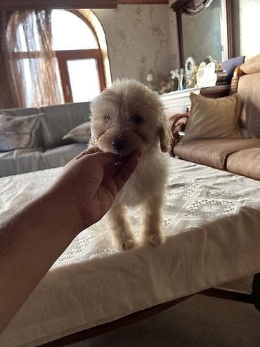 heyvan: Malta bolonka, 2 ay, Dişi — 5