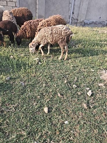Ana bala qoyun balasi erkeydi anasjna gelib catib