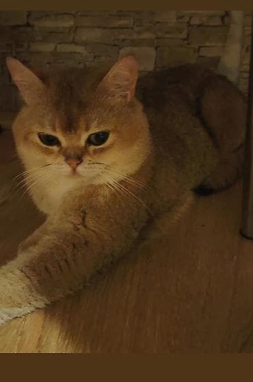 simental erkek dana: Qızıl şinşilla, Erkək, Cütləşmə üçün — 1