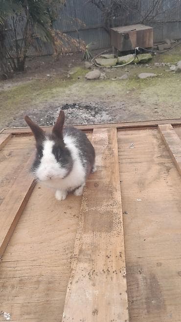 cunqarik qəfəsi: Ev dovşanı – qara‑ağ rəngli, uzunqulaq, yumşaq tüklü - Növ: dekorativ — 2