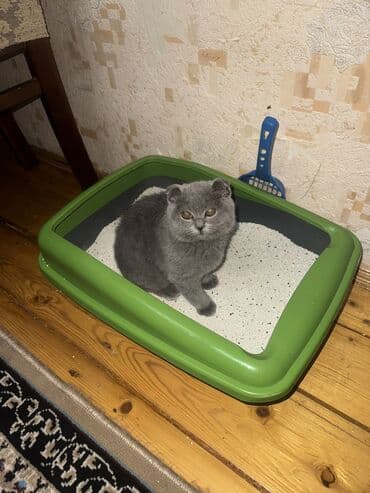 qold pişik: Şotland, Dişi, Yaxşı əllərə — 4