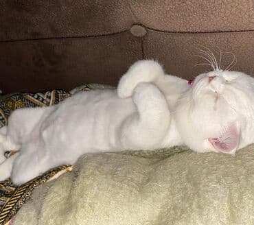 Alfa Romeo: Britan, Erkək — 3