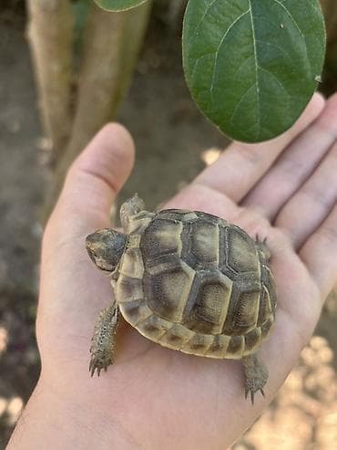 Heyvanlar: Rus tısbağası balası (Testudo horsfieldii) – əl ölçüsündə — 1