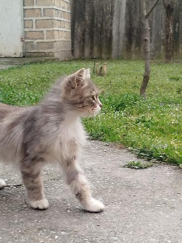 heyvan yemi: Dişi, Yaxşı əllərə, Ünvandan götürmə — 2