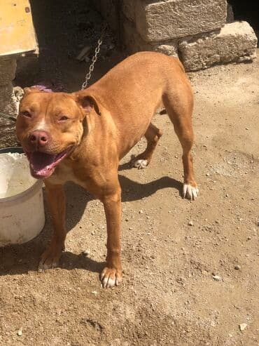 İtlər: Sahibləndirilir! Balaca həyətə keçdiyimə görə verirəm arada bir gəlib — 3