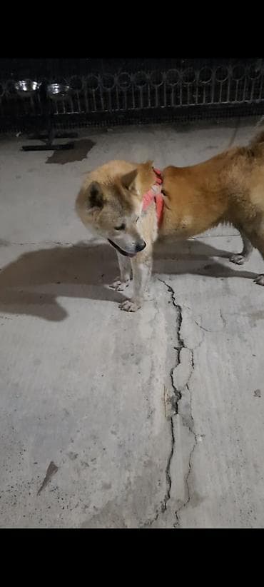 İtlər: Akita-inu, 3 ay, Dişi — 3