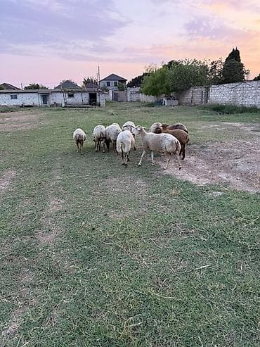 qoyun derisi: 10 baş heyvandı 9zu qoyundur. 1i quzu — 2