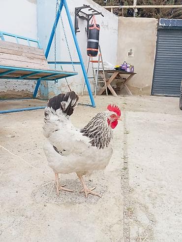 quru corek: Yumurtalıq və ətlik kənd toyuqları – qarışıq sürü. TECIli imumi 80 — 3