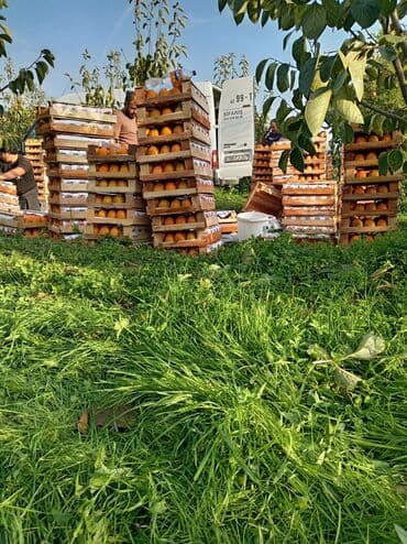 qaradağ rayonu sahil qəsəbəsi: 50 sot, Mülkiyyətçi, Kupça (Çıxarış) — 3