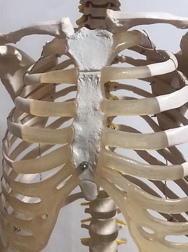 Медицинское оборудование: Viva Science tam ölçülü insan skeleti modeli - Brend: VIVA SCIENCE — 4