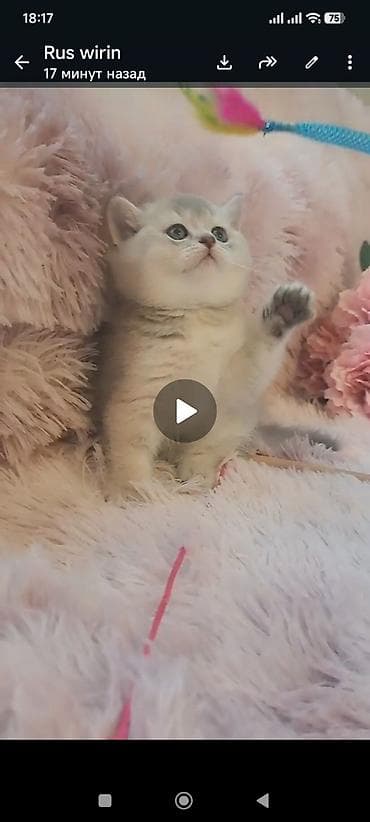 pişik cins: Şotland, Erkək, Dişi — 4