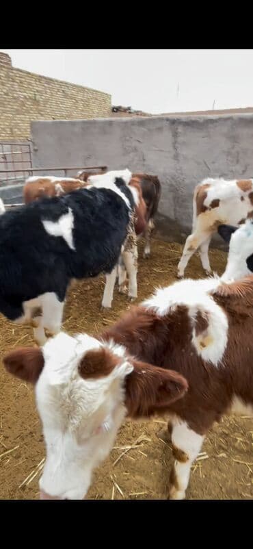 Atlar: Satışda – müxtəlif rənglərdə və yaşlarda dana qrupı. Xüsusiyyətlər: - — 10