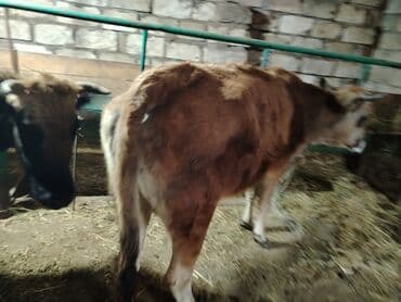 lal ordək yumurtası: Dana, buzov, Dişi, Holsteyn, ay: 1, 560 kq, Ətlik — 3