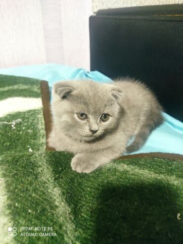 cins toyuq: Şotland, Erkək, Dişi, Yaxşı əllərə, Ünvandan götürmə — 10