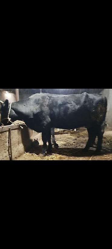 boğazdı: 9 aylıq bogaz mallardır. Ətraflı məlumat üçün zəng edin — 4