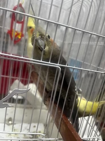 cex qus: Salam Karella Pauqay Satilir! 3 Karella Pauqayi🦜 2-si Dişi♀️ 1-ri — 2