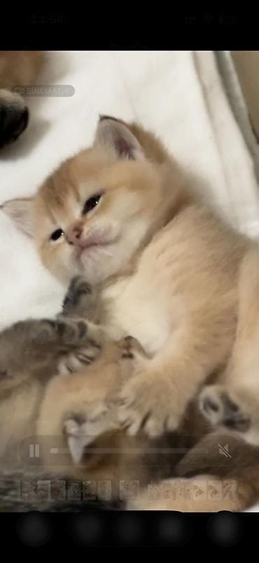 pişik pişik: Britan, Dişi — 4