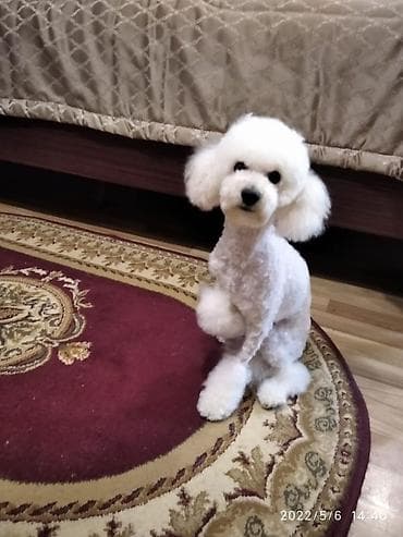 xamilyon heyvan: Pudel, 6 ay, Dişi — 4