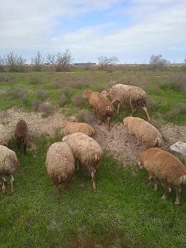 ag at satilir: Salam.3 baş erkək 3 dişi olmaqla 6 baş quzu satılır.diri çəkisi 10 — 3