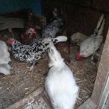 Ferrari: Курица, Для разведения — 8