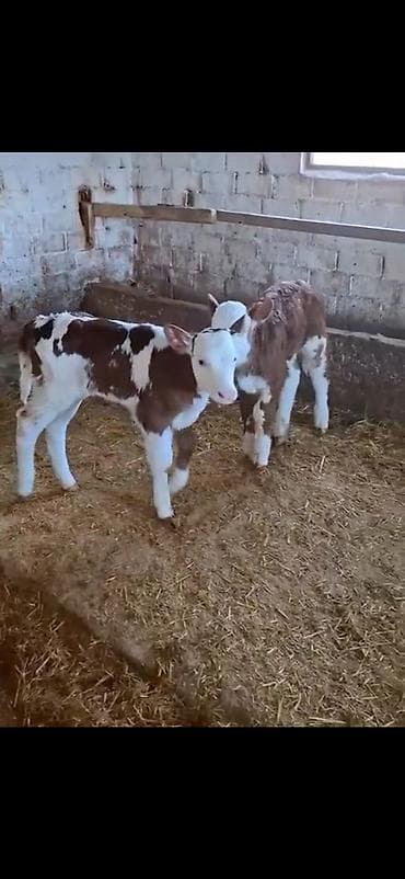 simmental cinsi: Satılır: 2 ədəd cins buzov - Cins: simmental tipli (ağ-al rəng — 6