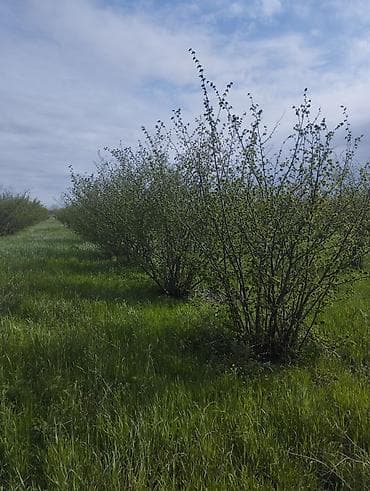 corat heyet evleri: Kənd təsərrüfatı — 4