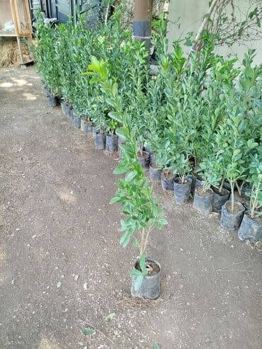 Simsir agaci boylari 50sm ünvan mastaga qesebesinde lalafo.az -da Simsir agaci boylari 50sm ünvan mastaga qesebesinde