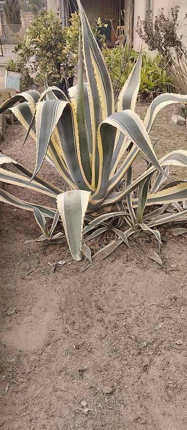 dekorativ agac: Agava americana ‘Variegata’ – dekorativ sukulent boyu 1m 20 santi — 2
